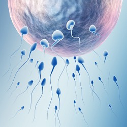 Sperm near egg